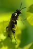 Macrophya montana